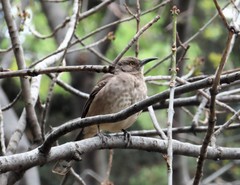 Toxostoma curvirostre