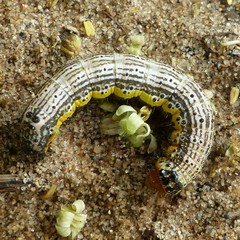 Pyrrhia