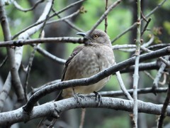 Toxostoma curvirostre