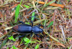 Chiliarchum bertolonii