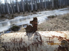 Polygonia c-album
