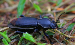 Chiliarchum bertolonii