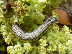 Pyrrhia