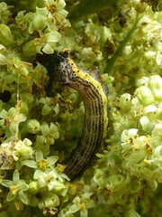 Pyrrhia