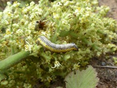 Pyrrhia