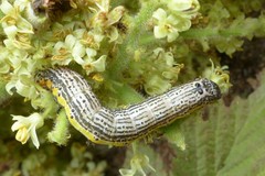 Pyrrhia
