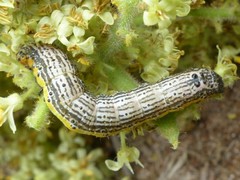 Pyrrhia