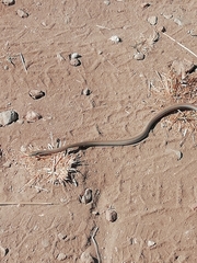 Symphimus leucostomus