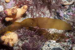 Desmarestia dudresnayi