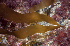 Desmarestia dudresnayi