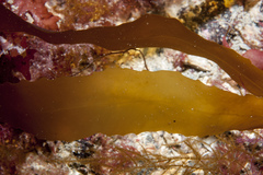 Desmarestia dudresnayi