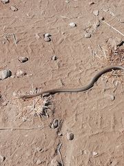 Symphimus leucostomus