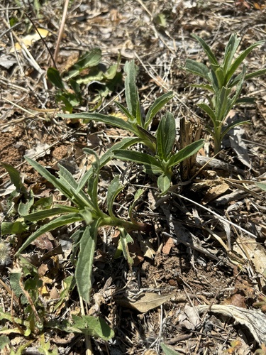 Maximilian Sunflower (Helianthus maximiliani)