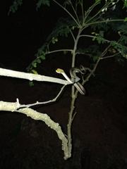 Dendrelaphis girii