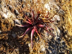 Hechtia chichinautzensis