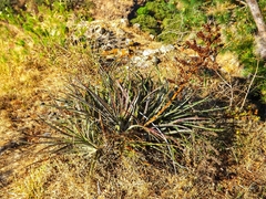 Hechtia chichinautzensis
