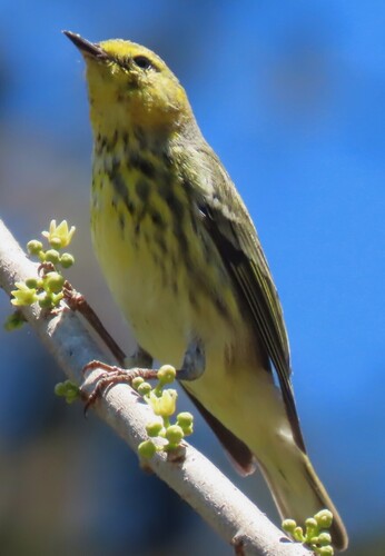 Cape May Warbler