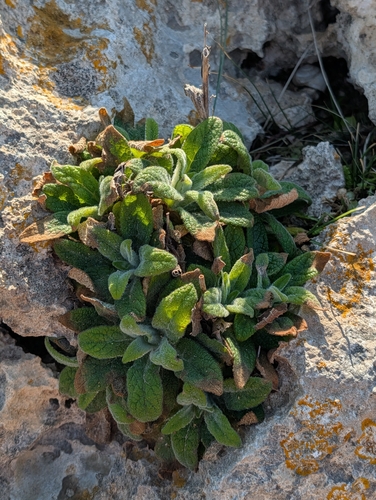 Digitalis minor, photograph 5