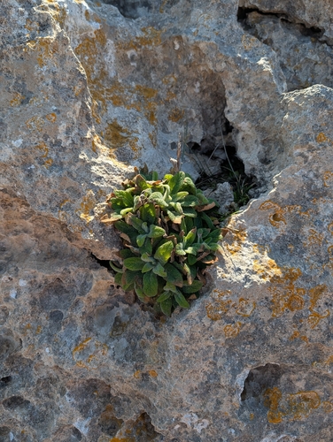 Digitalis minor, photograph 6