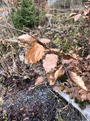 Fagus sylvatica