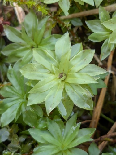 Rose Moss (Rhodobryum roseum)