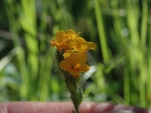 bent-flowered fiddleneck (Amsinckia lunaris)