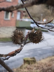 Fagus sylvatica