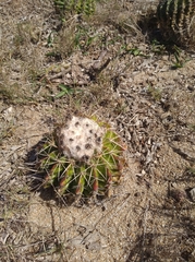 Parodia erinaceus