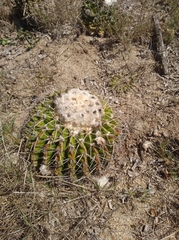 Parodia erinaceus