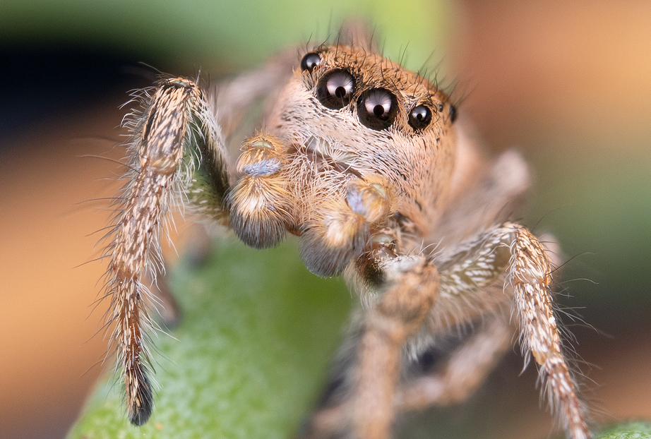 Habronattus aestus