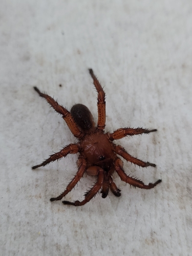 Myrmekiaphila neilyoungi