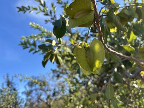 Large-Fruited Bushwillow (Combretum zeyheri)