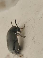 Pachymerus nucleorum