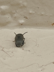 Pachymerus nucleorum