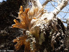 Platycerium wallichii, photograph author not stated, no rights reserved
