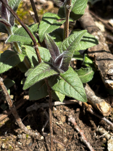Eastern Beebalm (Monarda bradburyana)