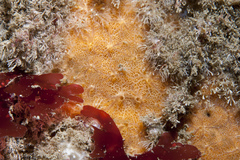 Phorbas punctatus