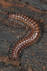 Cleidogonidae