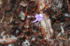 Utricularia minutissima