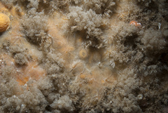 Phorbas punctatus