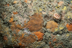 Phorbas punctatus