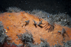 Phorbas punctatus