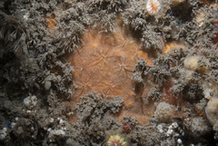 Phorbas punctatus