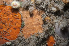 Phorbas punctatus