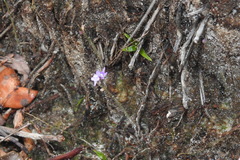 Utricularia minutissima
