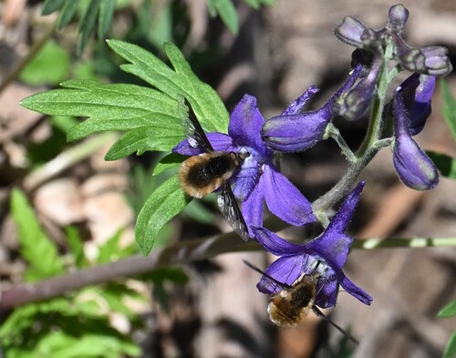 Unknown species found near Union County, TN, USA