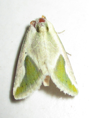 Eublemma admota