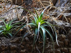 Hechtia matudae