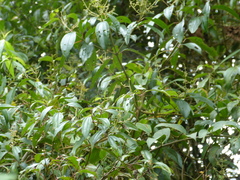 Miconia theizans