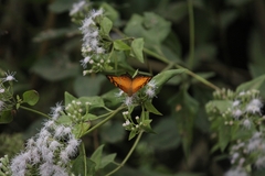 Vagrans sinha